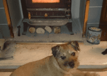 Are Log Burners Safe for Dogs?