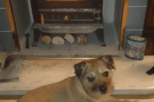 Are Log Burners Safe for Dogs?
