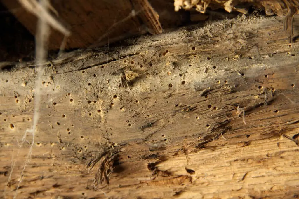 Is Woodworm Caused by Damp?