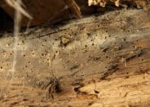 Is Woodworm Caused by Damp?