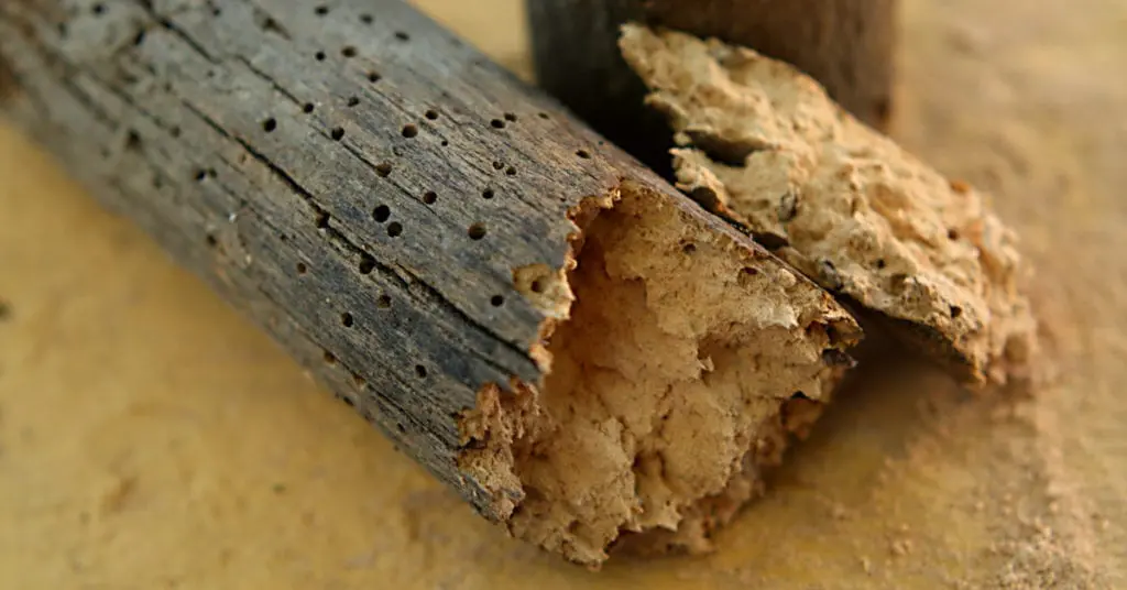 Woodworm vs Termites: What's the Difference?