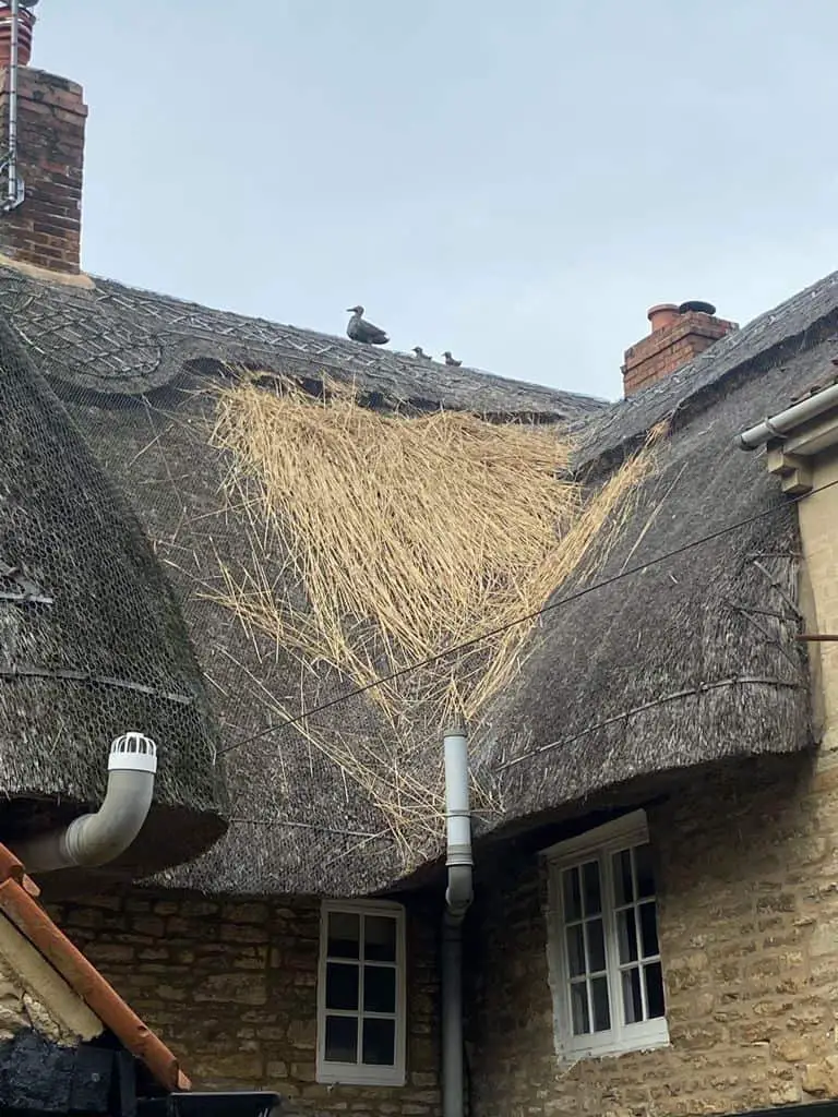 bird damage to thatched roof
