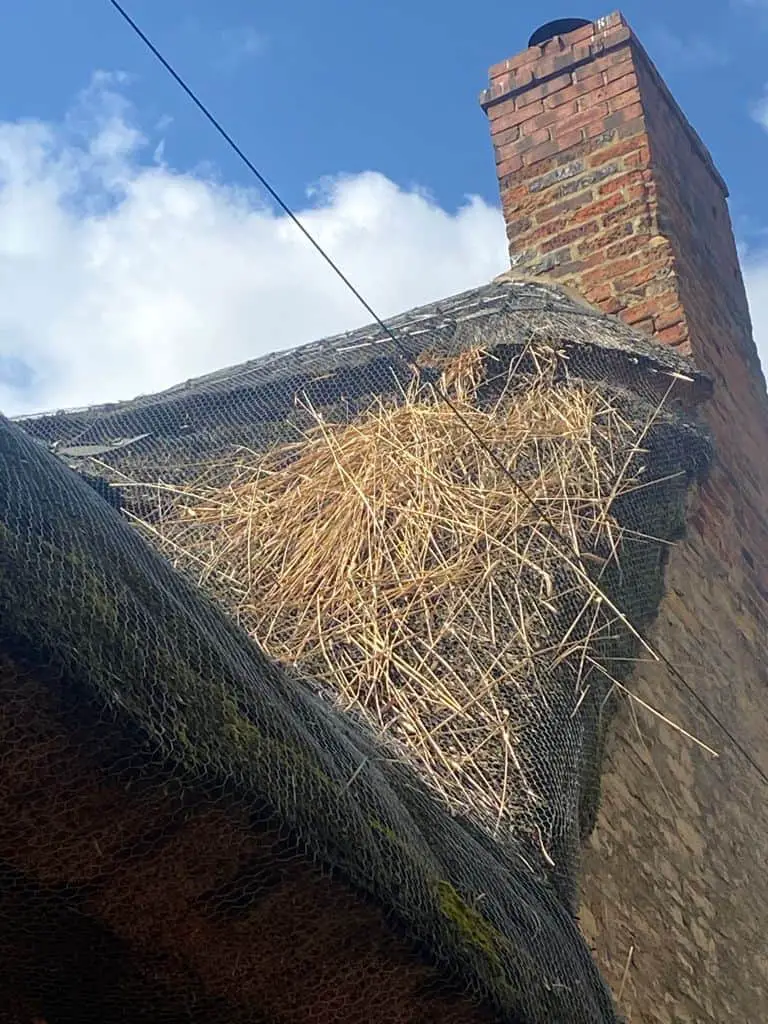 crow damage to thatched roof