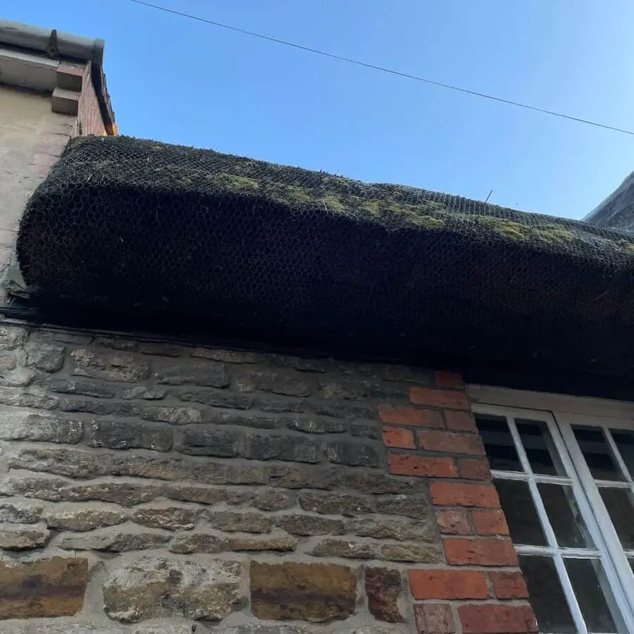 moss on thatch can be a problem for thatched roofs