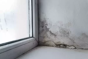 How To Get Rid of An Old House Smell?