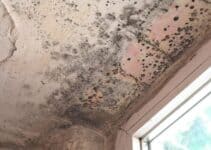 Mold in Cottage