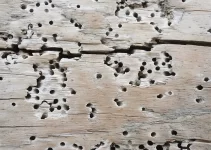 Heat and Woodworm – Everything You Need to Know