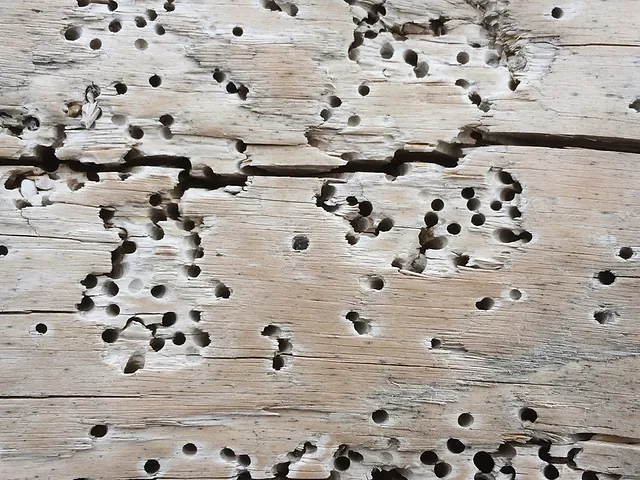 Heat and Woodworm – Everything You Need to Know