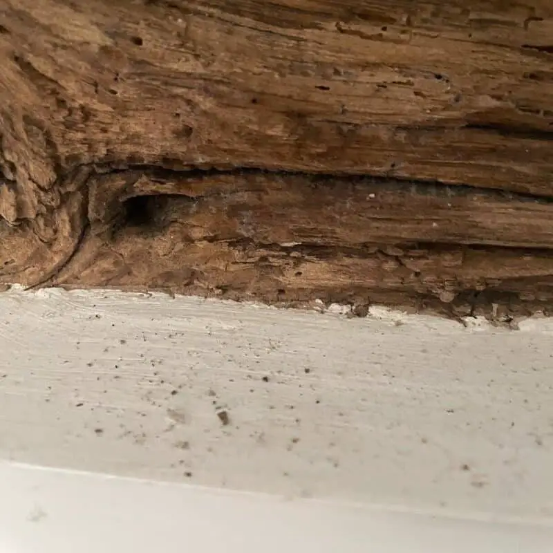 woodworm dust on my shelf